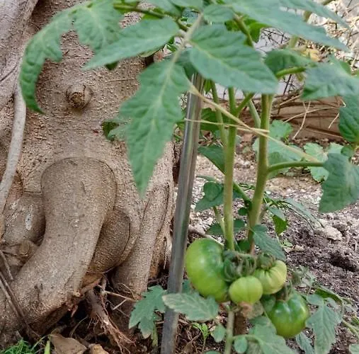 Bonita * Torremolinos